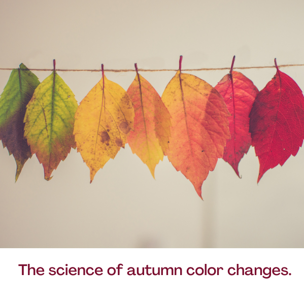 The science of autumn leaf color-change